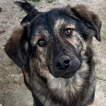 Nevik, male young Mixed Breed for adoption at Hundegarten Serres, Euskirchen