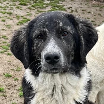Norbo, male young Mixed Breed for adoption at Hundegarten Serres, Euskirchen