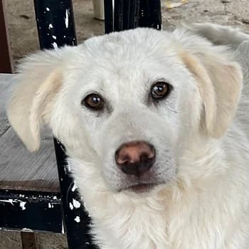 Nuala, female young Mixed Breed for adoption at Hundegarten Serres, Euskirchen