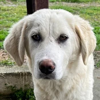 Nox, male young Mixed Breed for adoption at Hundegarten Serres, Euskirchen