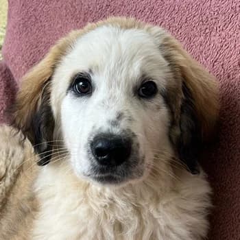 Bakis, male young Mixed Breed for adoption at Hundegarten Serres, Euskirchen
