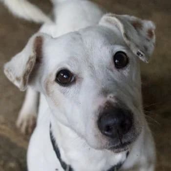 Josef, male young Mixed Breed for adoption at Hundegarten Serres, Euskirchen