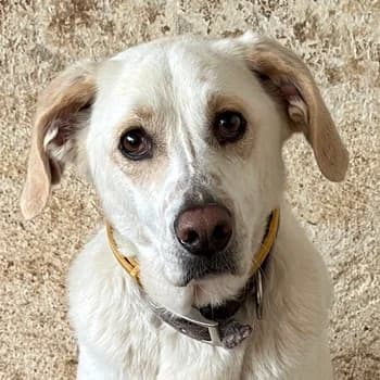 Nano, male young Mixed Breed for adoption at Hundegarten Serres, Euskirchen
