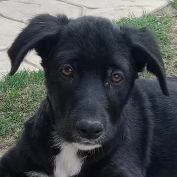 Taxo, male young Mixed Breed for adoption at Hundegarten Serres, Euskirchen