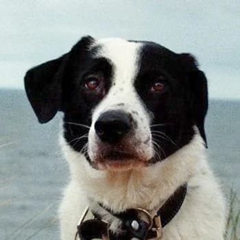 Speckbert, male 5yo Mixed Breed for adoption at Hundegarten Serres, Euskirchen