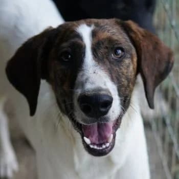 Ubena, female young Mixed Breed for adoption at Hundegarten Serres, Euskirchen