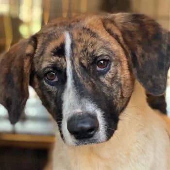 Unita, female young Mixed Breed for adoption at Hundegarten Serres, Euskirchen