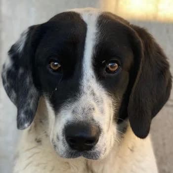 Utha, female young Mixed Breed for adoption at Hundegarten Serres, Euskirchen