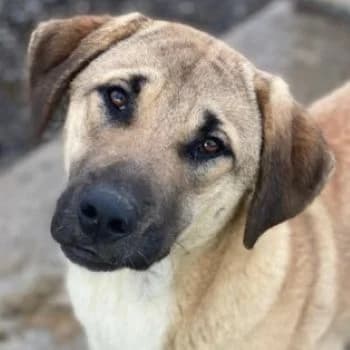 Zira, female young Mixed Breed for adoption at Hundegarten Serres, Euskirchen