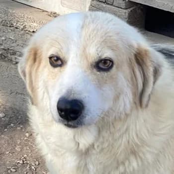 Gelja, female 4yo Mixed Breed for adoption at Hundegarten Serres, Euskirchen