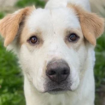 Malu, female young Mixed Breed for adoption at Hundegarten Serres, Euskirchen