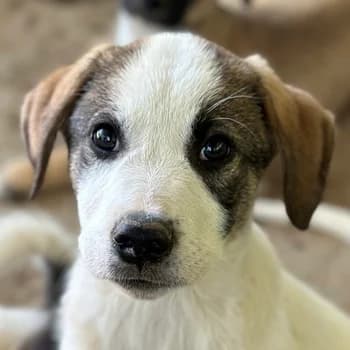 Zengo, male young Mixed Breed for adoption at Hundegarten Serres, Euskirchen