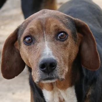 Gavin, male 4yo Mixed Breed for adoption at Hundegarten Serres, Euskirchen