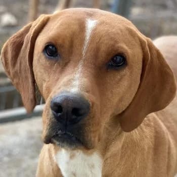 Olli, male 3yo Mixed Breed for adoption at Hundegarten Serres, Euskirchen