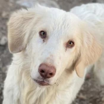 Batimo, male young Mixed Breed for adoption at Hundegarten Serres, Euskirchen