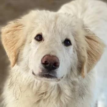 Bazo, male young Mixed Breed for adoption at Hundegarten Serres, Euskirchen