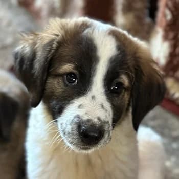 Findus, male young Mixed Breed for adoption at Hundegarten Serres, Euskirchen