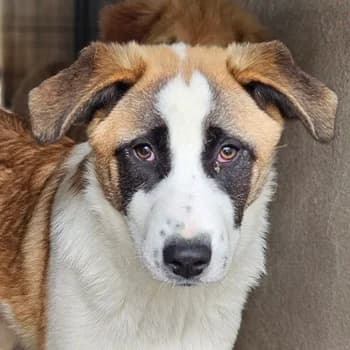 Farga, female young Mixed Breed for adoption at Hundegarten Serres, Euskirchen