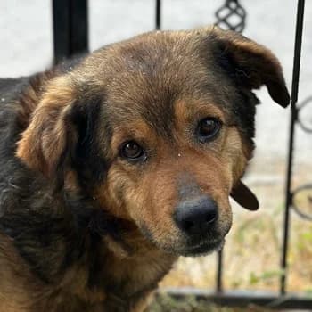 Frieder, male 6yo Mixed Breed for adoption at Hundegarten Serres, Euskirchen