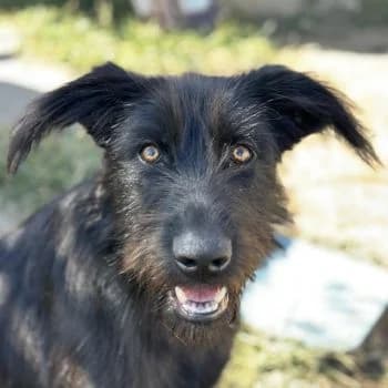 Buffy, female young Mixed Breed for adoption at Hundegarten Serres, Euskirchen