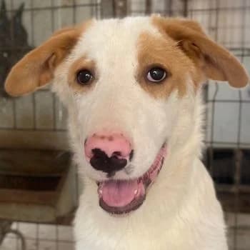 Miko, male young Mixed Breed for adoption at Hundegarten Serres, Euskirchen
