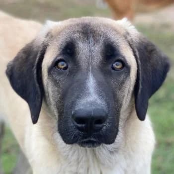 Twixx, male young Mixed Breed for adoption at Hundegarten Serres, Euskirchen