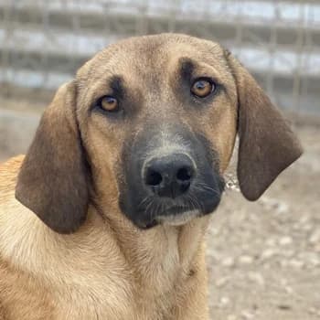 Katinka, female young Mixed Breed for adoption at Hundegarten Serres, Euskirchen