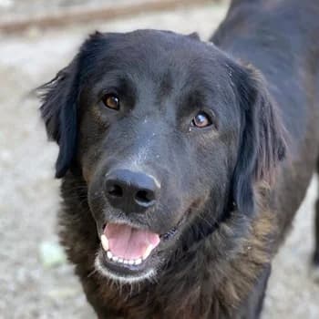 Jette, female young Mixed Breed for adoption at Hundegarten Serres, Euskirchen