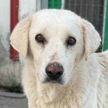Loscano, male young Mixed Breed for adoption at Hundegarten Serres, Euskirchen