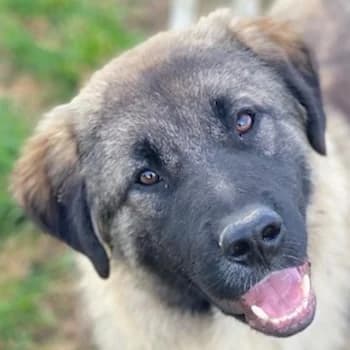 Moglito, male young Mixed Breed for adoption at Hundegarten Serres, Euskirchen