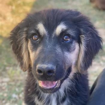 Quana, female young Mixed Breed for adoption at Hundegarten Serres, Euskirchen