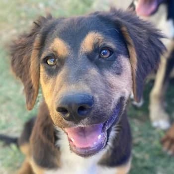 Quasti, female young Mixed Breed for adoption at Hundegarten Serres, Euskirchen