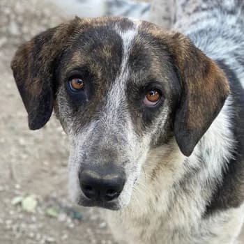 Nonga, female 3yo Mixed Breed for adoption at Hundegarten Serres, Euskirchen