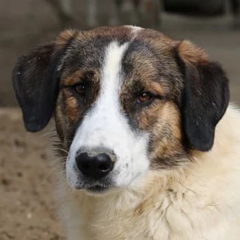 Pitt, male 5yo Mixed Breed for adoption at Hundegarten Serres, Euskirchen