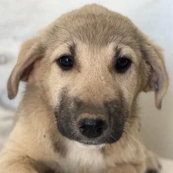 Glandy, female young Mixed Breed for adoption at Hundegarten Serres, Euskirchen