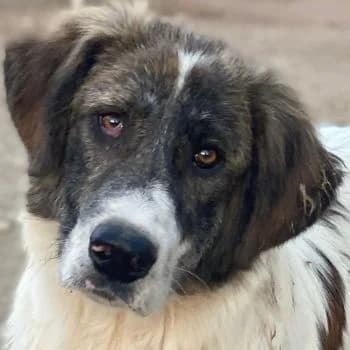 Evans, male young Mixed Breed for adoption at Hundegarten Serres, Euskirchen