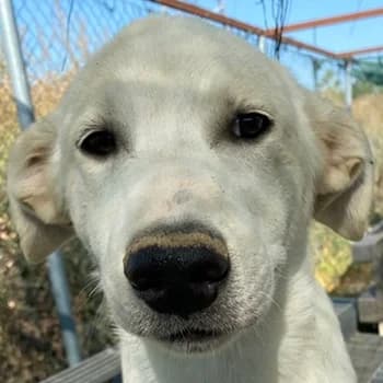 Tassilo, male 5yo Mixed Breed for adoption at Hundegarten Serres, Euskirchen