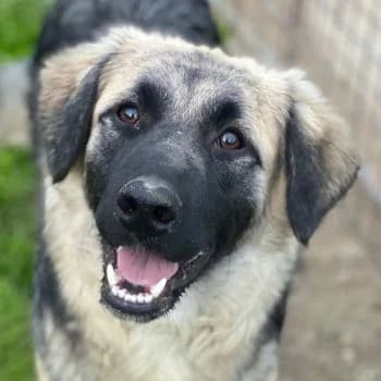 Anakin, male young Mixed Breed for adoption at Hundegarten Serres, Euskirchen