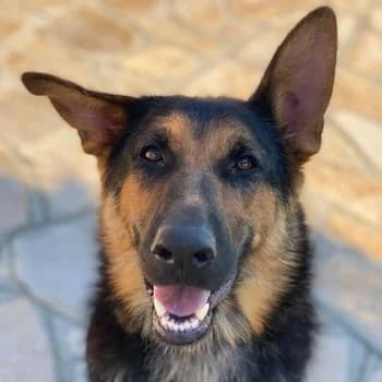 Malta, female young Mixed Breed for adoption at Hundegarten Serres, Euskirchen