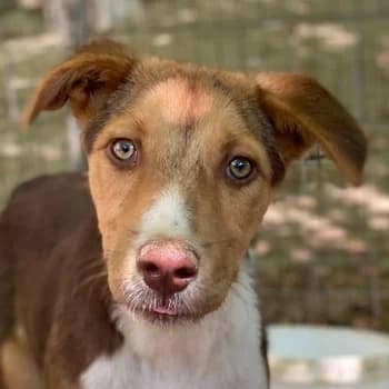 Hardo, male young Mixed Breed for adoption at Hundegarten Serres, Euskirchen
