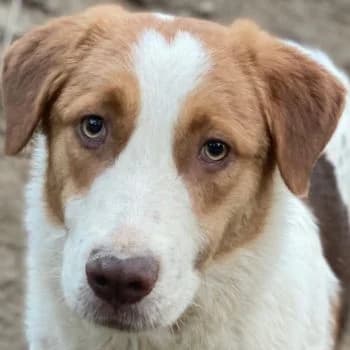 Herkos, male young Mixed Breed for adoption at Hundegarten Serres, Euskirchen