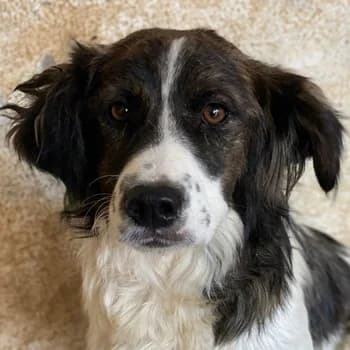 Narris, male young Mixed Breed for adoption at Hundegarten Serres, Euskirchen