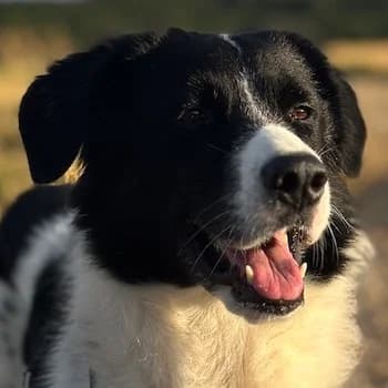 Hendrik, male 5yo Mixed Breed for adoption at Hundegarten Serres, Euskirchen