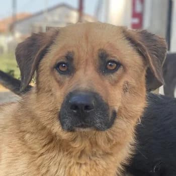 Tavina, female young Mixed Breed for adoption at Hundegarten Serres, Euskirchen
