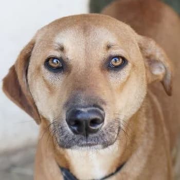 Luke, male young Mixed Breed for adoption at Hundegarten Serres, Euskirchen