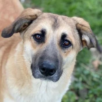 Heraya, female young Mixed Breed for adoption at Hundegarten Serres, Euskirchen