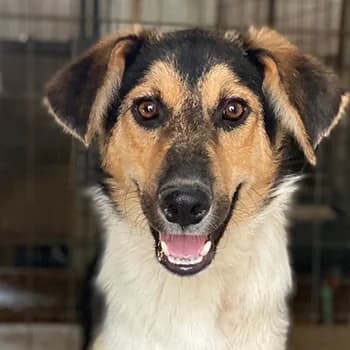 Kati, female young Mixed Breed for adoption at Hundegarten Serres, Euskirchen