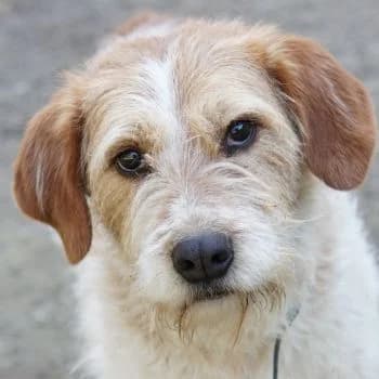 Damian, male 3yo Mixed Breed for adoption at Hundegarten Serres, Euskirchen