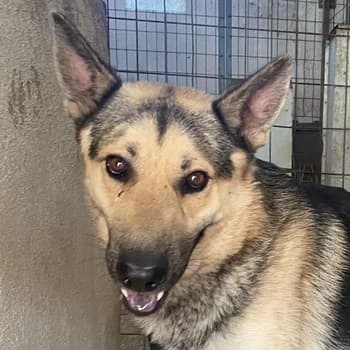 Hankan, male young Mixed Breed for adoption at Hundegarten Serres, Euskirchen