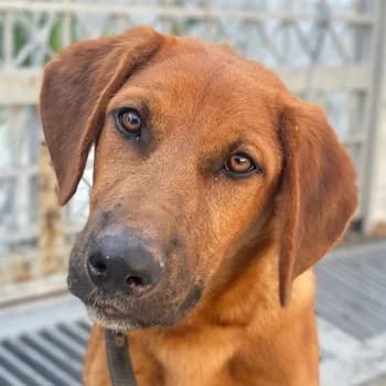 Cito, male young Mixed Breed for adoption at Hundegarten Serres, Euskirchen